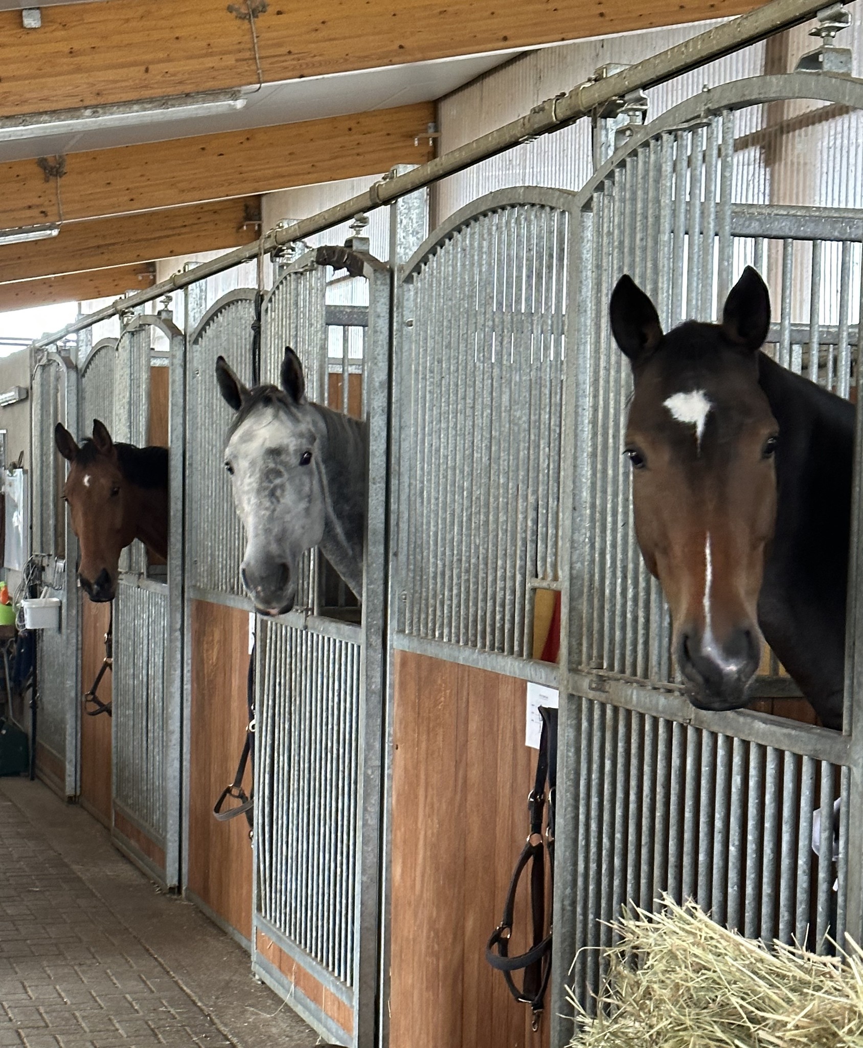 Sportpferde schauen aus ihren Boxen in der Stallgasse