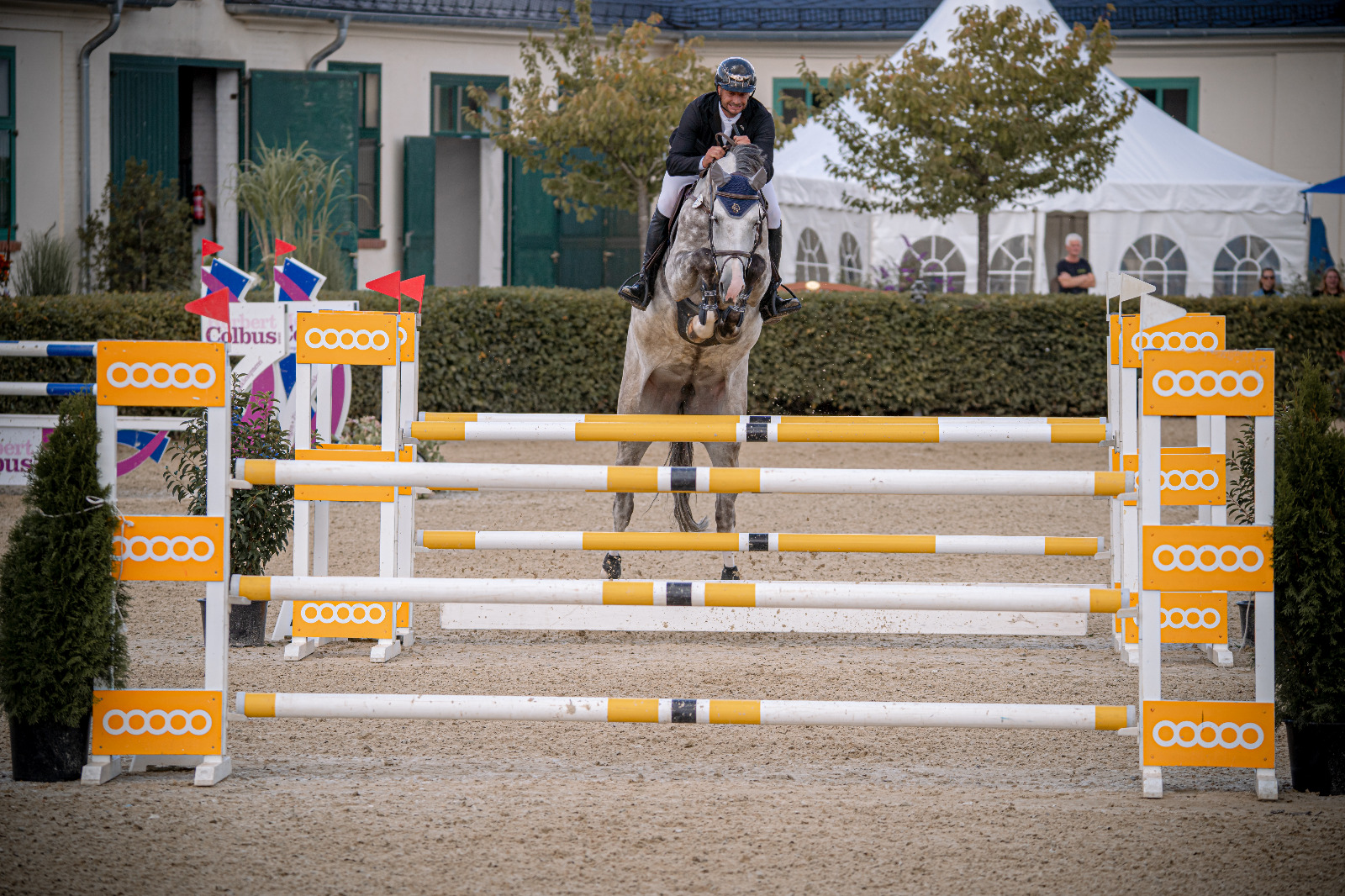 Schimmel-Springpferd bei der Turniervorstellung
