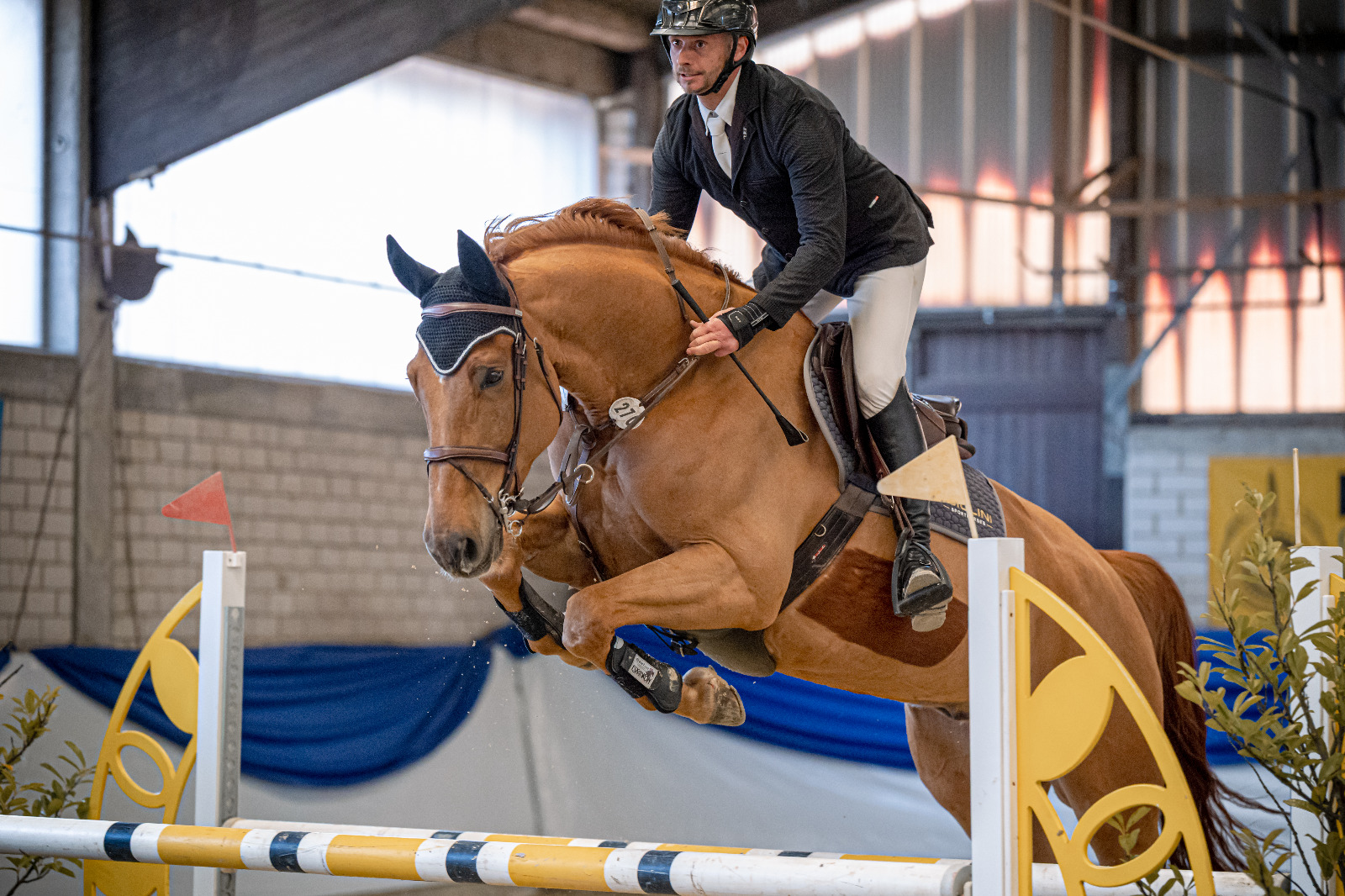 Springpferd im Hallenparcours